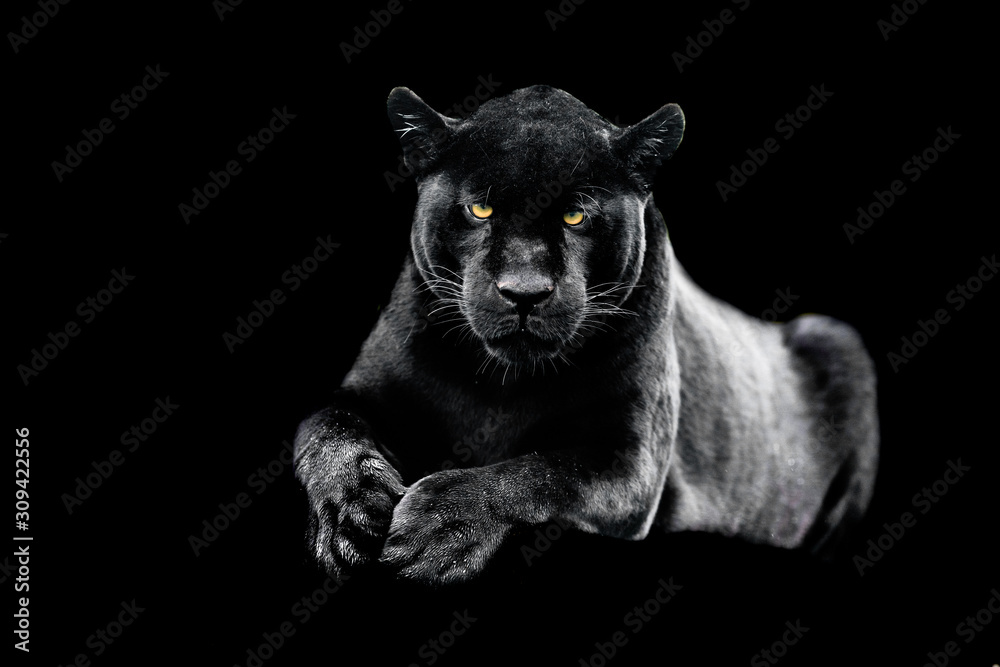 Fototapeta Jaguar z jasnymi oczami na czarnym tle