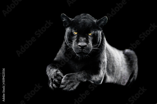 jaguar-z-czarnym-tlem