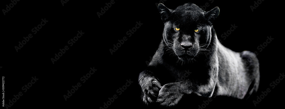 Obraz Jaguar z czarnym tłem
