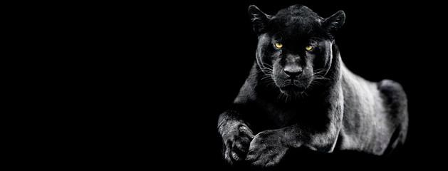 Jaguar with a black background