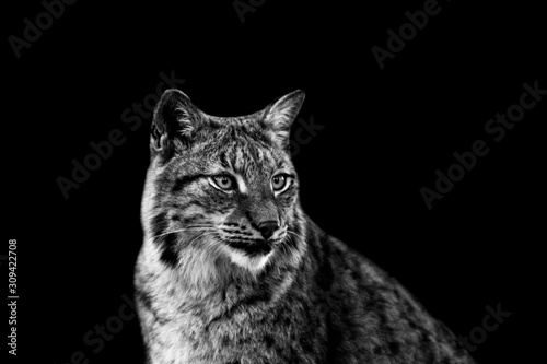 Lynx with a black background