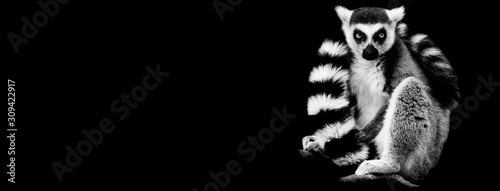 Obraz na płótnie Lemur with a black background w salonie
