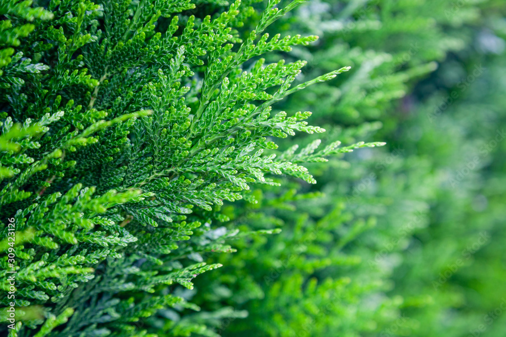 Closeup fresh green christmas leaves, branches of thuja trees on green background. Thuya twig occidentalis, evergreen coniferous tree. Chinese thuja. Conifer cedar thuja leaf green texture Closeup fresh green christmas leaves, branches of thuja trees on green background. Thuya twig occidentalis, evergreen coniferous tree. Chinese thuja. Conifer cedar thuja leaf green texture
