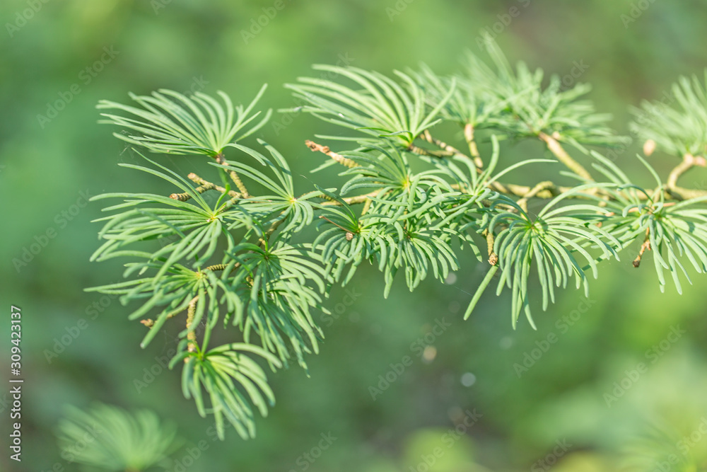 Closeup of golden larch (Pseudolarix amabilis ) leaves. Pseudolarix amabilis or golden larch green branches background. Closeup of golden larch (Pseudolarix amabilis ) leaves. Pseudolarix amabilis or golden larch green branches background.