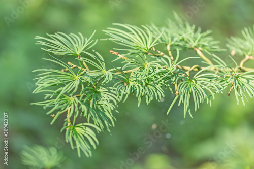 Closeup of golden larch (Pseudolarix amabilis ) leaves. Pseudolarix amabilis or golden larch green branches background. 