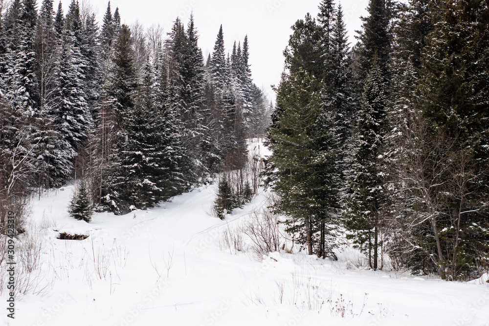 Beautiful landscape of forest in wintertime, majestic high pine trees covered with snow in mild light, beauty of winter nature Beautiful landscape of forest in wintertime, majestic high pine trees covered with snow in mild light, beauty of winter nature