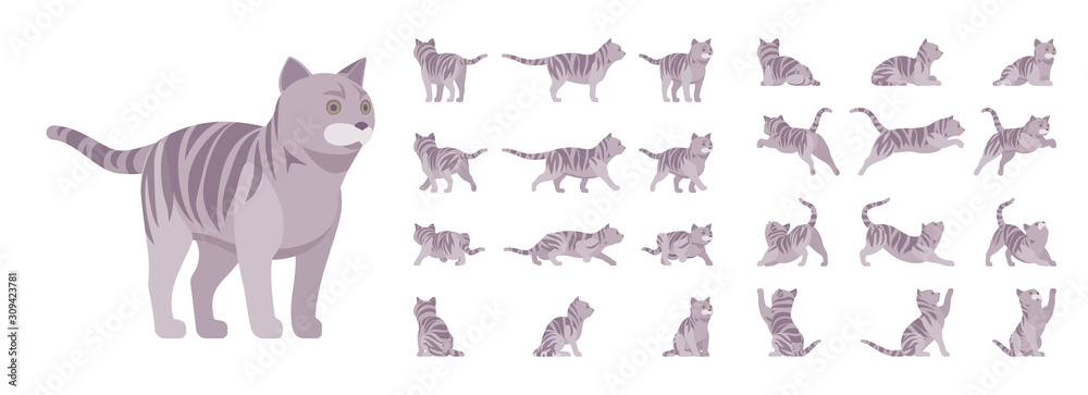 Grey striped Cat set. Active healthy kitten with mackerel tabby colored fur, funny pet, playful companion. Vector flat style cartoon illustration isolated, white background, different views and poses
