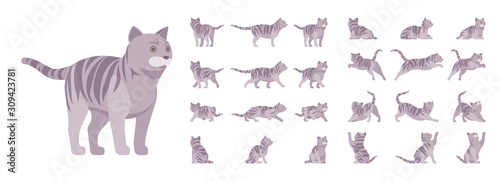 Grey striped Cat set. Active healthy kitten with mackerel tabby colored fur, funny pet, playful companion. Vector flat style cartoon illustration isolated, white background, different views and poses