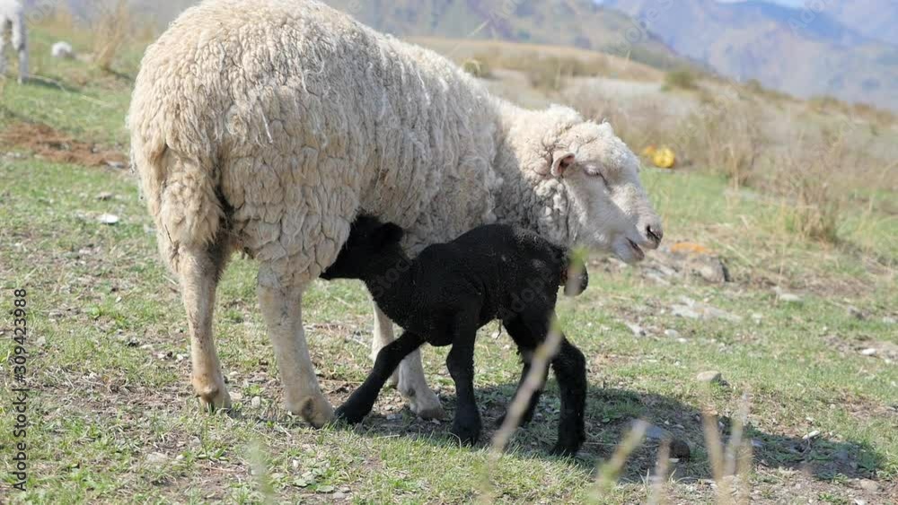 newborn lambs in a pasture in the mountains