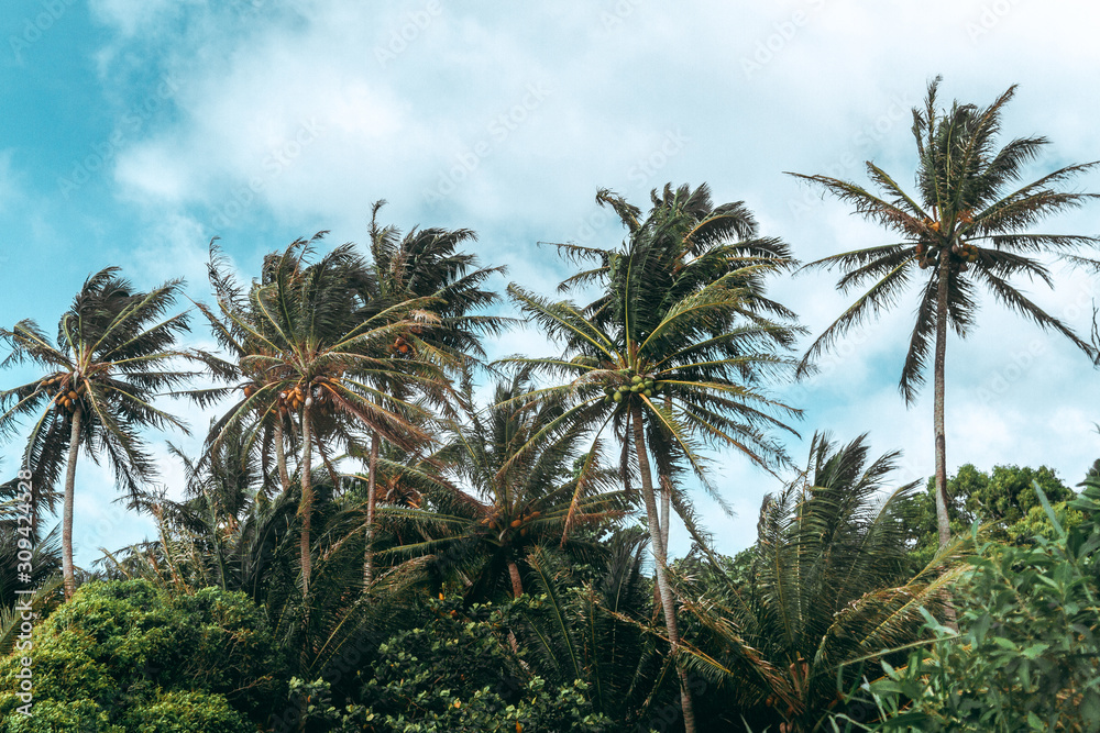 Ocean Breeze blowing Palm Trees on Island Beach with blue cloudy Sky