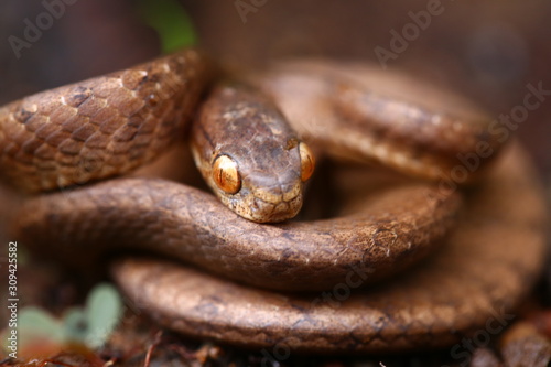The keeled slug-eating snake, Pareas carinatus, is a species of snake in the family Pareidae . It is relatively widespread in Southeast Asia photo