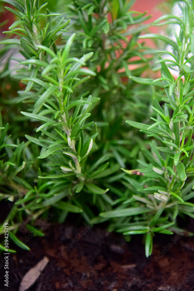 Rosemary Plant by Morning in the Pot Rosemary Plant by Morning in the Pot