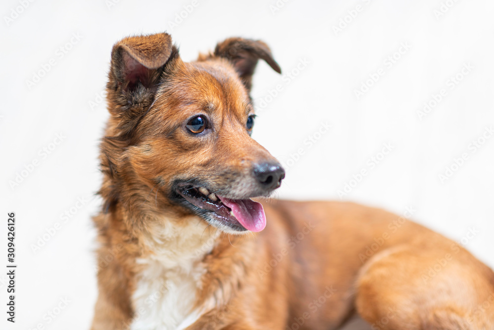 Portrait of a domestic dog in the studio on a light background.