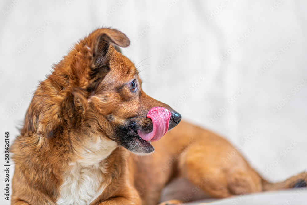 Portrait of a domestic dog in the studio on a light background. Portrait of a domestic dog in the studio on a light background.