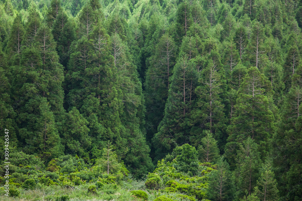 Fototapeta premium Forest pattern on Faial island, Azores