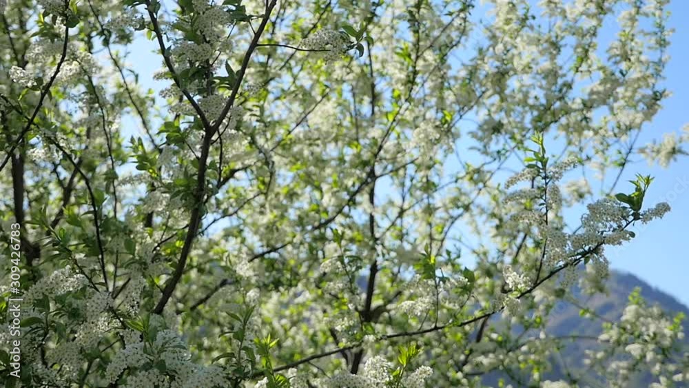 blooming branches of mountain ash in the sunlight, in the wind slow motion blooming branches of mountain ash in the sunlight, in the wind slow motion