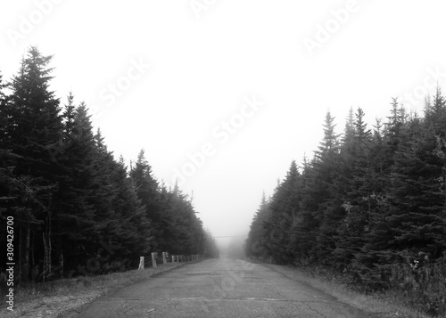 road in forest