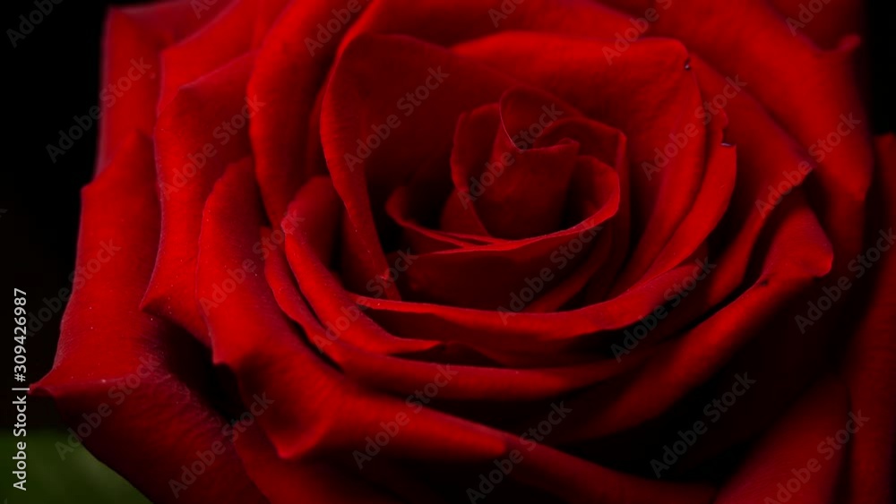 Red rose on a black background. Beautiful flower of love. Velvet red petals. Flowers close-up. Red rose on a black background. Beautiful flower of love. Velvet red petals. Flowers close-up.