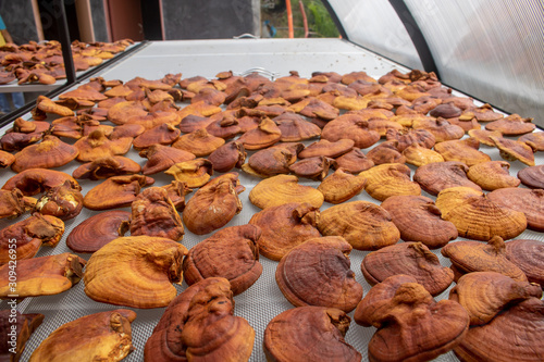 Dried Lingzhi mushroom  Ganoderma lucidum or Reishi mushroom in farm. Chinese traditional medicine.