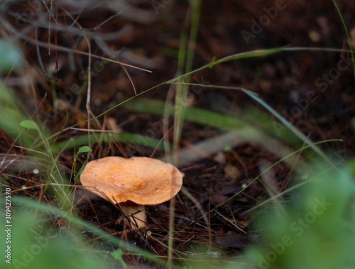 Beautiful red milkweed mushroom  Lactarius chrysorrheus in the forest in Greece photo