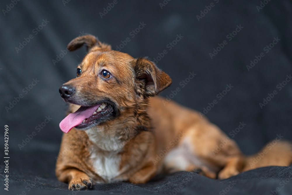 Portrait of a dog in the studio against a dark background. Portrait of a dog in the studio against a dark background.