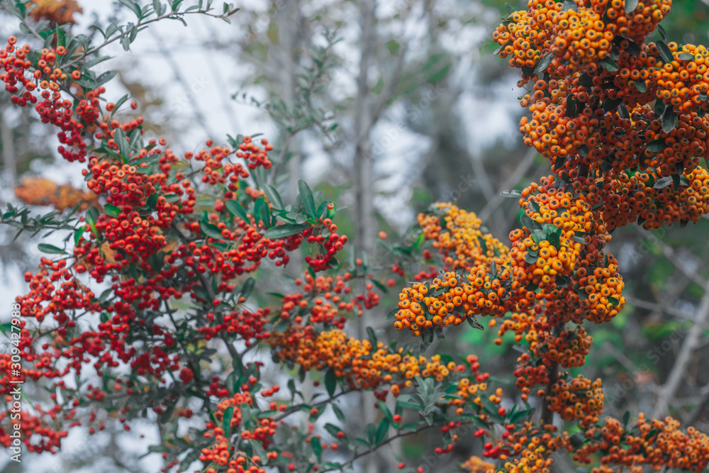 Beautiful Bush with red foliage and fluffy flowers Beautiful Bush with red foliage and fluffy flowers