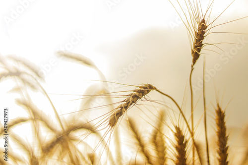 Spikelets of wheat close-up on a background of a golden wheat field. Selective focus with blurred background.