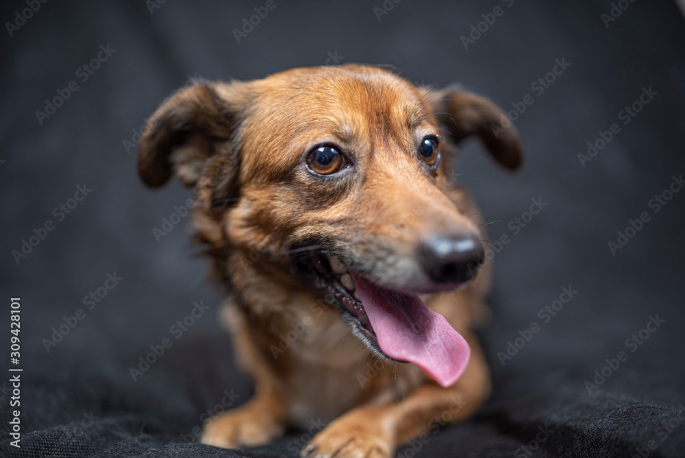 Portrait of a dog in the studio against a dark background.