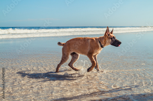 belgium malinois dog puppy at the beach playing in the ocean liking tongue