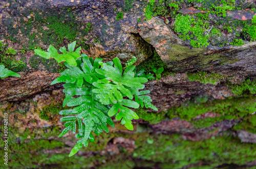 Natural backgraund with leafs and wet stone wall