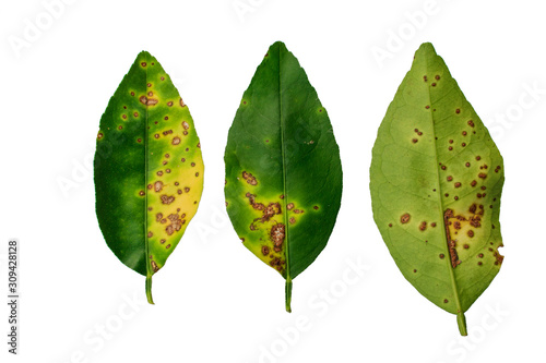 Lime, lemon canker disease causes by bacteria fruit canker on a white background, major disease of citrus plant family.