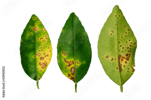 Lime, lemon canker disease causes by bacteria fruit canker on a white background, major disease of citrus plant family.