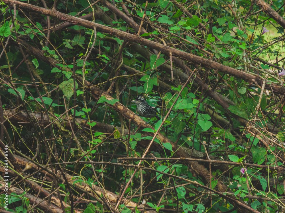 A beautiful Barred Antshrike posing in Costa Rica A beautiful Barred Antshrike posing in Costa Rica