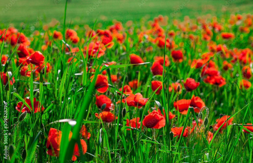 red poppies