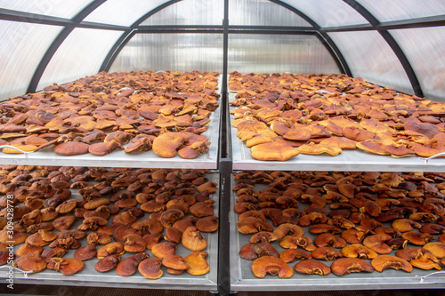 Dried Lingzhi mushroom  Ganoderma lucidum or Reishi mushroom in farm. Chinese traditional medicine.