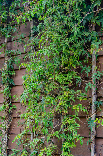 Natural backgraund with leafs and wet wood