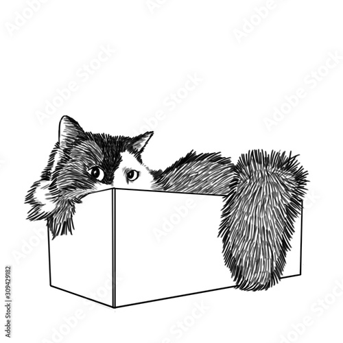 A big shaggy cat is sitting in a cardboard box. The cat looks at us with cunning eyes. He has fixed gaze, thick coat and long mustache. Illustration in line art style for animal site