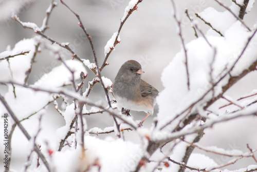 Junco bird perched on a snow covered branch in wintertime