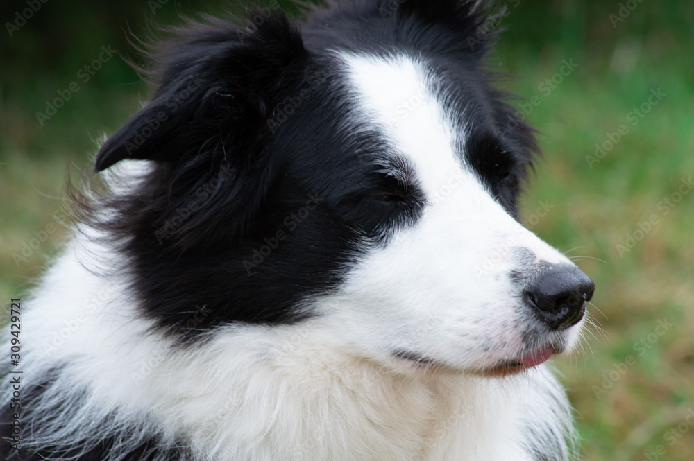 portrait of a dog border collie