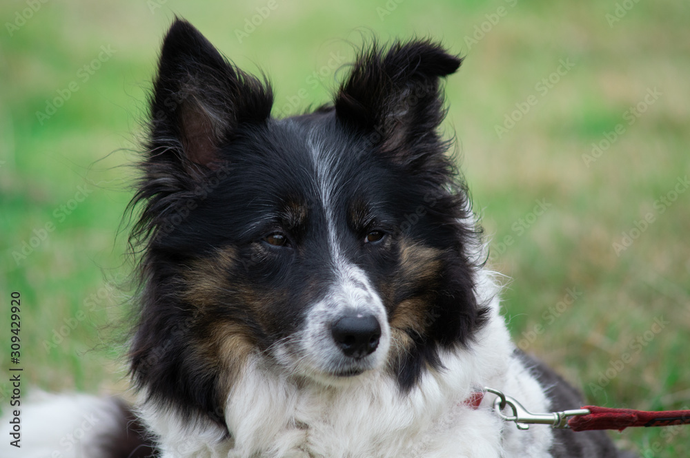 portrait of a dog border collie