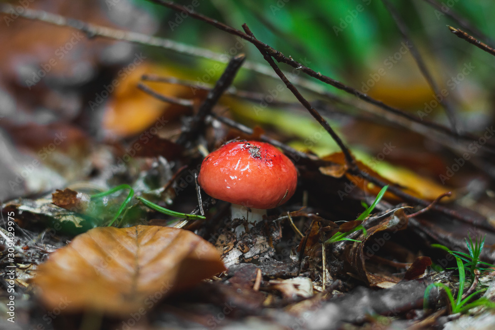 Close up mushrooms in the autumn rainy forest Close up mushrooms in the autumn rainy forest