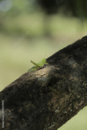 Grasshopper © Nguyen