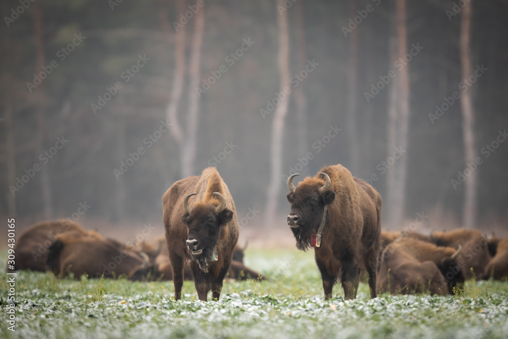European bison - Bison bonasus in the Knyszyn Forest (Poland) European bison - Bison bonasus in the Knyszyn Forest (Poland)