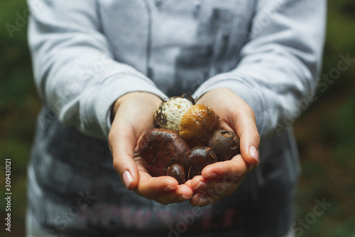 Close up of female hands holding freshly picked eatable mushrooms in forest. Season, nature and leisure concept