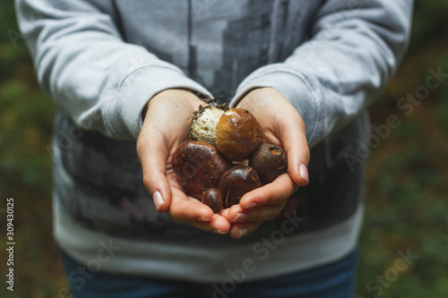 Close up of female hands holding freshly picked eatable mushrooms in forest. Season, nature and leisure concept