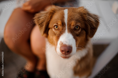 Fototapeta Naklejka Na Ścianę i Meble -  Portrait of a sitting australian shepherd pup