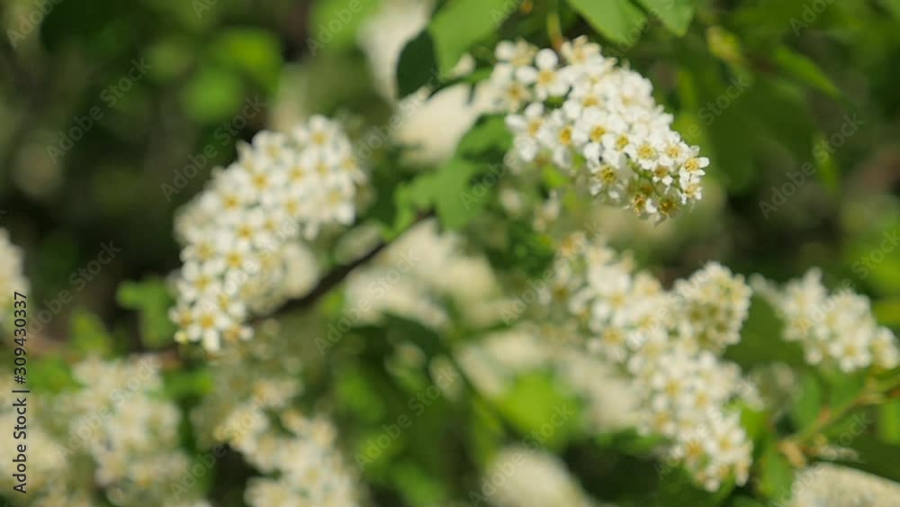 blooming branches of mountain ash in the sunlight, in the wind slow motion blooming branches of mountain ash in the sunlight, in the wind slow motion