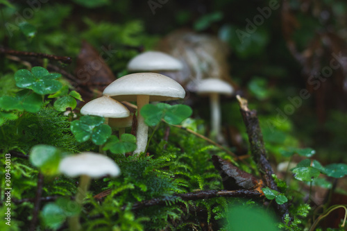 Mushrooms in the autumn rainy forest