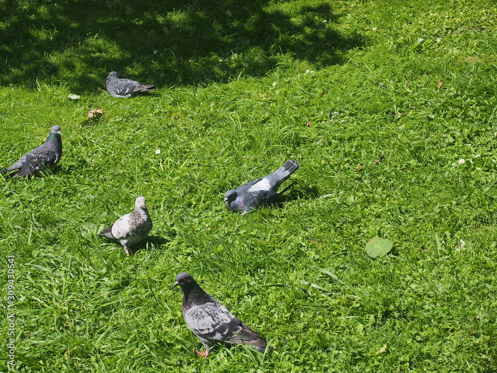 Fototapeta premium A flock of pigeons resting on the grass. Birds bask in the sun.