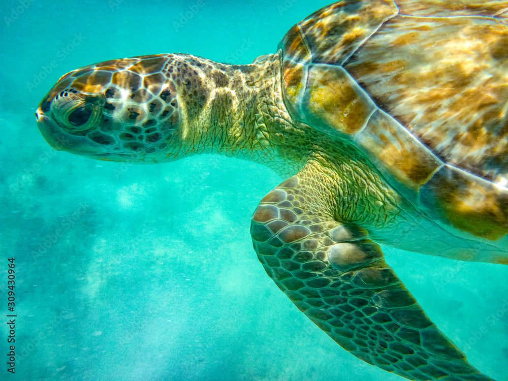 Fototapeta premium Swimming with the Turtles at Hooper's Bay ,Exuma